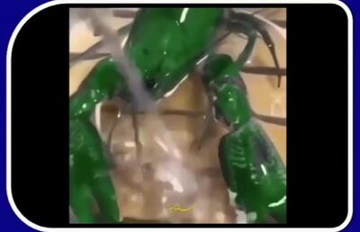 (ویدئو) خرچنگی که مثل آفتاب‌پرست تغییر رنگ می‌دهد