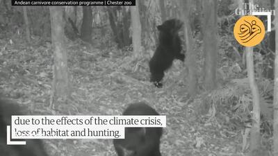 (ویدئو) خرس کمیاب پدینگتون پس از ۶۰ سال دیده شد