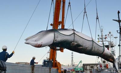 (ویدئو) فرآیند صید، برش و پردازش گوشت نهنگ در ژاپن