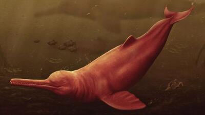 کشف فسیل ۱۶ میلیون سال | بزرگ‌ترین دلفین رودخانه‌ای پیدا شد
