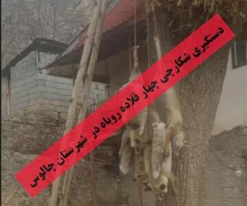 دستگیری شکارچی چهار قلاده روباه در روستای دلیر شهرستان چالوس