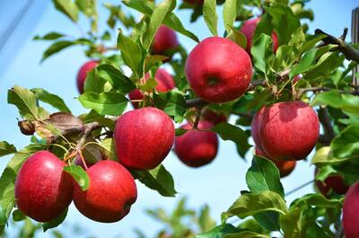 تولیدکنندگان سیب دماوند آماده مشارکت در جهش تولید