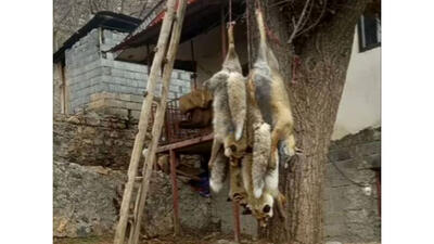 دستگیری عامل آویزان کردن لاشه ۴ قلاده روباه