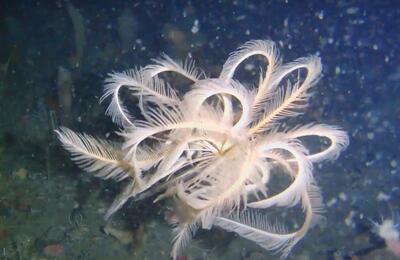 فیلم| کشف گونه‌ای کمیاب از زنبق دریایی در قطب جنوب