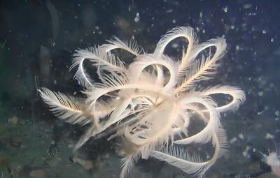 کشف گونه‌ای کمیاب از زنبق دریایی در قطب جنوب (فیلم)