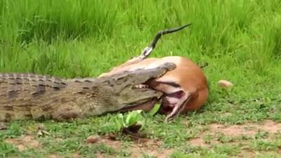 (ویدئو) فرار شگفت انگیز ایمپالا از آرواره های تمساح گرسنه