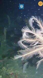(ویدئو) کشف گونه‌ای کمیاب از زنبق دریایی در قطب جنوب