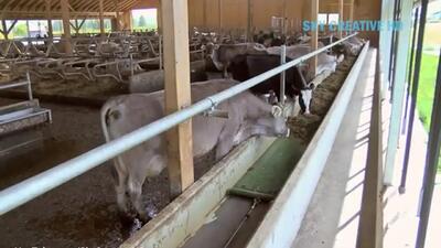(ویدئو) نگاهی به کارخانه پیشرفته پرورش، برداشت و فرآوری شیر هزاران گاو