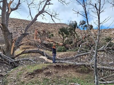 طوفان به ۸۰ هکتار از باغات روستای زیارت خسارت وارد کرد