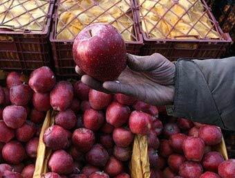 ۴۲۶ تن سیب و پرتقال نوروزی در تبریز عرضه شد