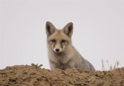 دستگیری عامل شکار روباه در چالوس - تسنیم
