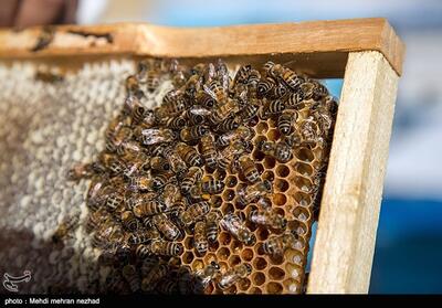 صادرات 1311 تن عسل به کشورهای مختلف در 11 ماه - تسنیم
