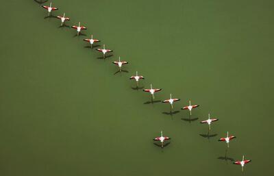 فیلم| پرواز تماشایی فلامینگوها بر فراز تالاب میانکاله