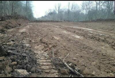 دادستان مازندران: منابع طبیعی در قطع درختان جنگلی شهرستان نور قصور کرده است