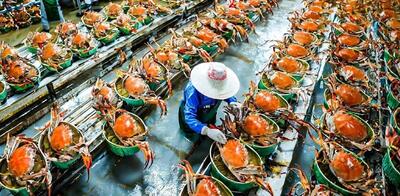 فرآیند دیدنی تولید کنسرو خرچنگ، ماهی تن، صدف و میگو در کارخانه (فیلم)