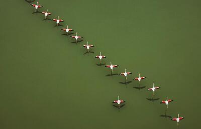 پرواز تماشایی فلامینگوها بر فراز تالاب میانکاله | پایگاه خبری تحلیلی انصاف نیوز