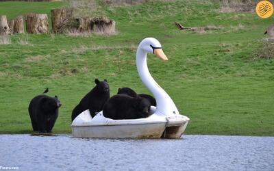 (تصاویر) قایق سواری خرس‌های سیاه در یک پارک سافاری