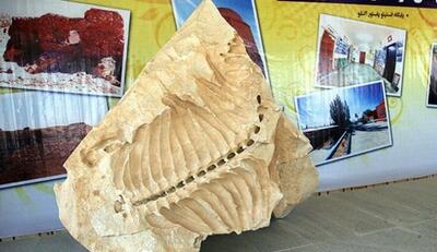 موزه فسیل‌های ۲۰ میلیون ساله، جاذبه گردشگری کبودراهنگ