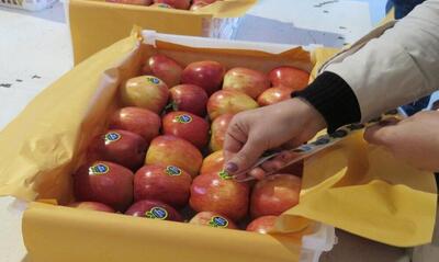 افزایش ۱۵ برابری ظرفیت واحدهای سورت و بسته بندی میوه در آذربایجان‌غربی