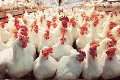کشف بیش از ۱۶ تن مرغ زنده قاچاق در مرزهای میانی سیستان و بلوچستان