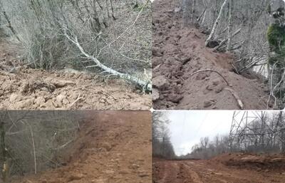 ورود دادستانی به ماجرای قطع ۴۰۰۰ اصله درخت در جنگل نور