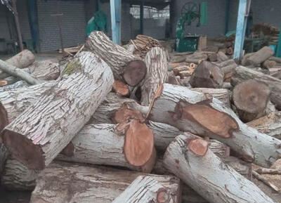 کشف ۳۲ تن چوب جنگلی قاچاق در بازرسی از کارگاه در املش