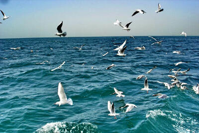 تفریحات دریایی در سواحل بوشهر تا پایداری شرایط جوی ممنوع است
