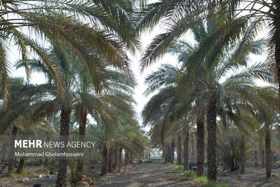 کاشت نخل جدید در ۱۱۰ هکتار از اراضی خرمشهر انجام شد