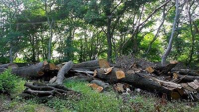 ورود قوه قضائیه به ماجرای قطع درختان جنگلی | رویداد24
