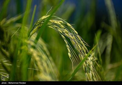 هدف‌گذاری تولید 2.5 میلیون تن برنج در سال 1403 - تسنیم