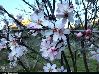 جلوه‌گری شکوفه‌های بهاری در پلدختر+ تصاویر - تسنیم