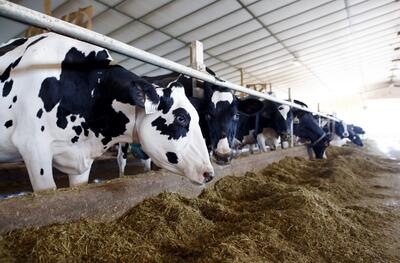 فناوری مدرن و حیرت انگیز پرورش گاو در آمریکا (فیلم)