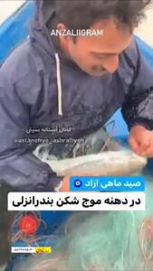 (ویدئو) لحظه صید ماهی۵۰ تا ۷۰ میلیون تومانی در بندر انزلی