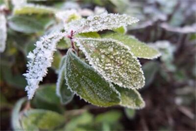 احتمال سرمازدگی باغات در پی برودت هوا