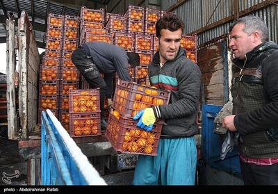 اختلاف قیمت دولتی و بازار آزاد میوه در کردستان - تسنیم