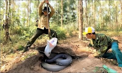 لحظه کشف و شکار شاه مار‌های کبرای بزرگ در ویتنام (فیلم)