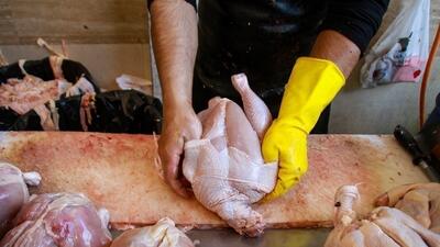 ایران بعد از ۲۵ سال، مرغ صادر می‌کند