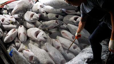 (ویدئو) فرآیند برش زدن هزاران ماهی تن غول پیکر در یک کارخانه تایوانی