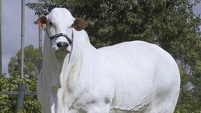 (تصاویر) فروش گران‌ترین گاو جهان به قیمت ۲.۶ میلیارد تومان!