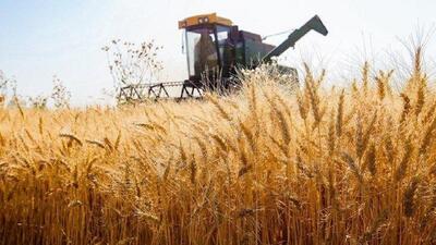 برداشت اولین خوشه‌های طلایی گندم کشور در جنوب کرمان آغاز شد