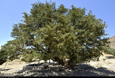 درختان سرو ۳۳۰۰ ساله در ایلام
