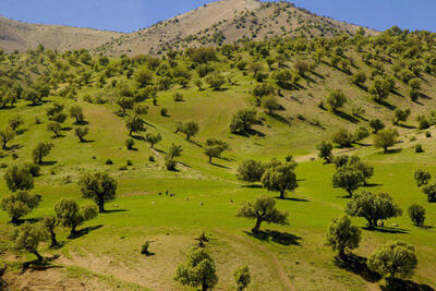 طبیعت زیبا و چشم نواز منطقه «نگل» شهرستان سیروان