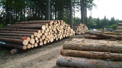 توسعه زراعت چوب راه حل مناسب برای رسیدن به خودکفایی