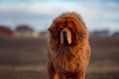 سگ ماستیف تبتی، بزرگترین سگ دنیا (فیلم)