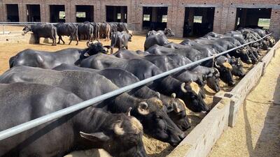 فرآیند پرورش و فرآوری شیر و گوشت هزاران بوفالو در کارخانه (فیلم)