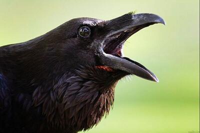 انتقام وحشتناک عقاب از کلاغ پس از مرگ جوجه‌اش