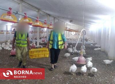 عرضه ۱۴ تن مرغ و ۲ تن ماهی توسط زندانیان لاهیجان به بازار عید کشور