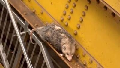(ویدئو) موش غول‌پیکری که در مترو نیویورک پیدا شد؛ تلاش پلیس برای زنده گیری