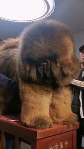 (ویدئو) سگ ماستیف تبتی، بزرگترین سگ دنیا