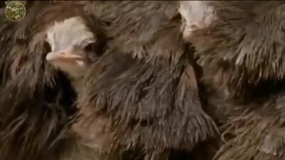 (ویدئو) فرآیند پرورش هزاران شترمرغ؛ مراحل پردازش و فرآوری گوشت، پوست و پر شترمرغ